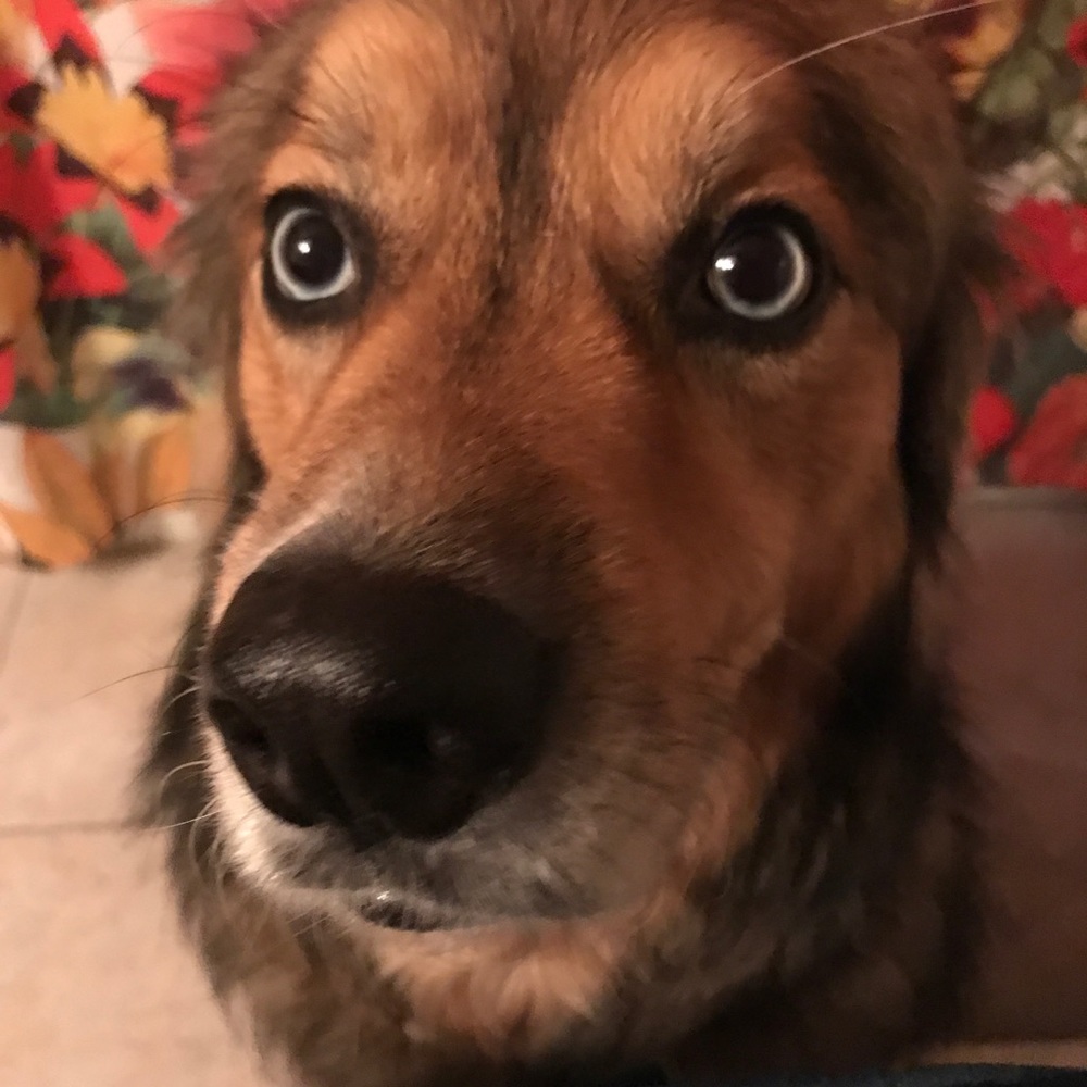 Meet your Posher, Virginia